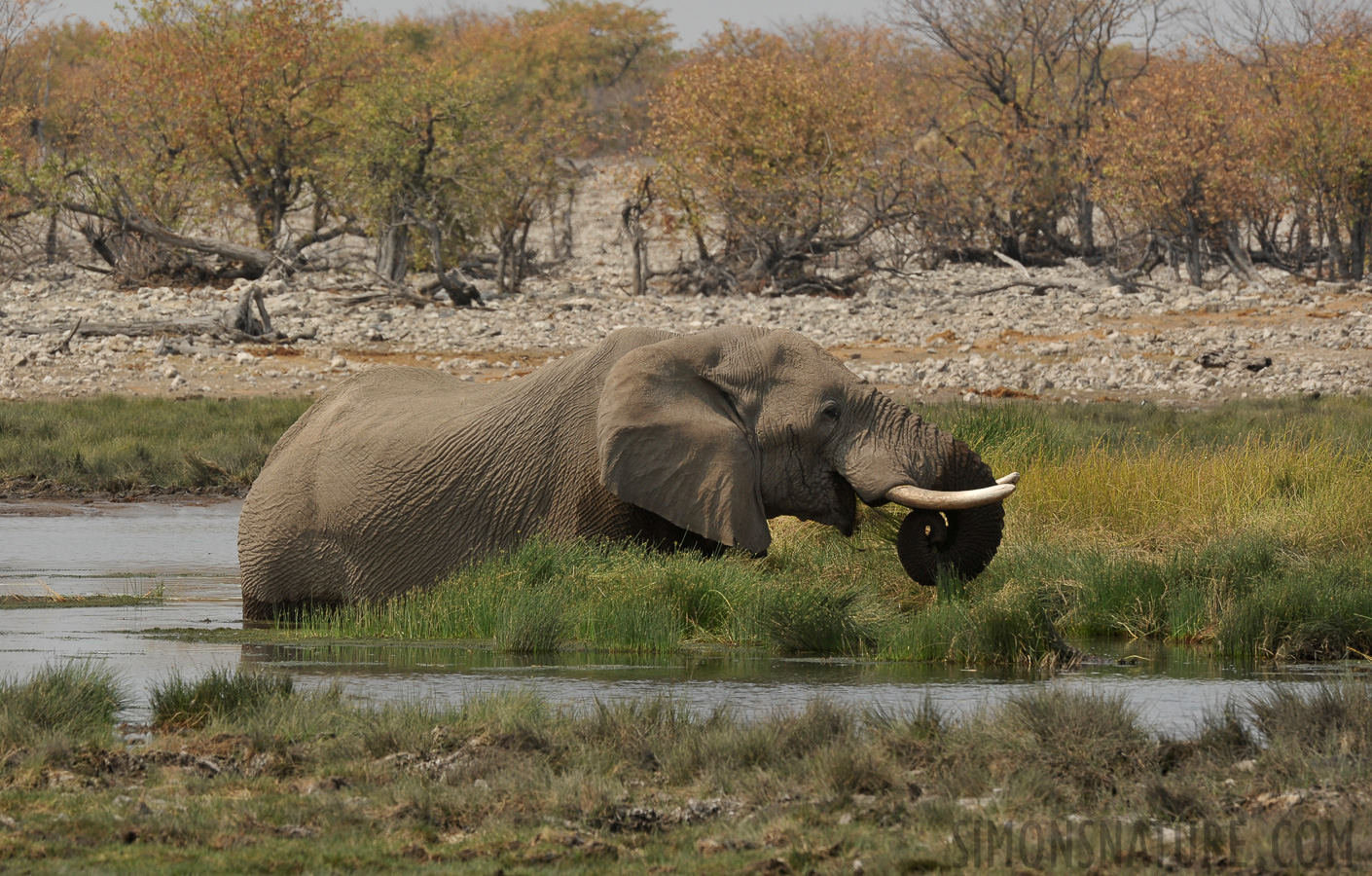 Loxodonta africana [400 mm, 1/640 Sek. bei f / 10, ISO 400]